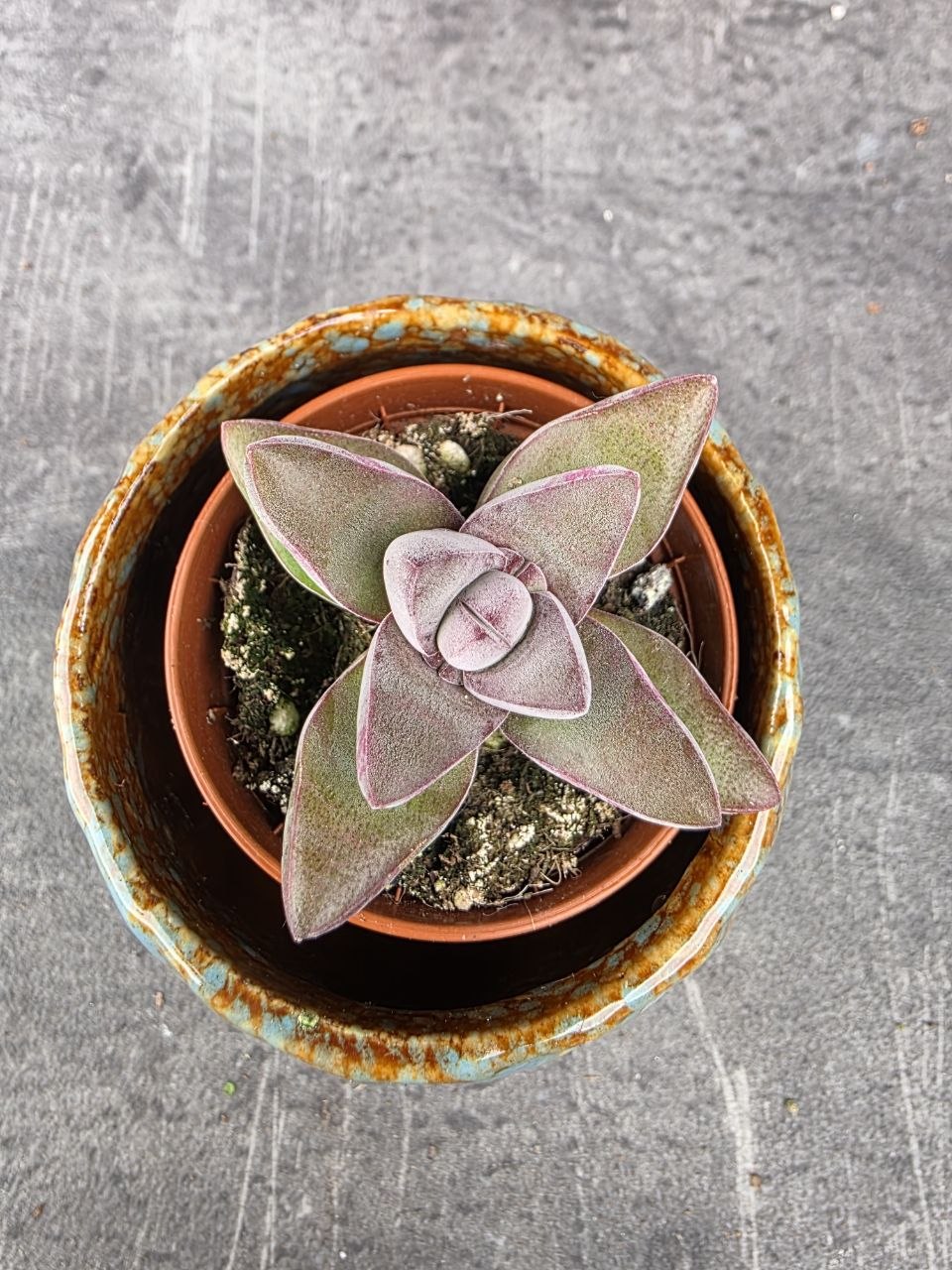 Crassula Crassula ‘Justus Corderoy’ mini