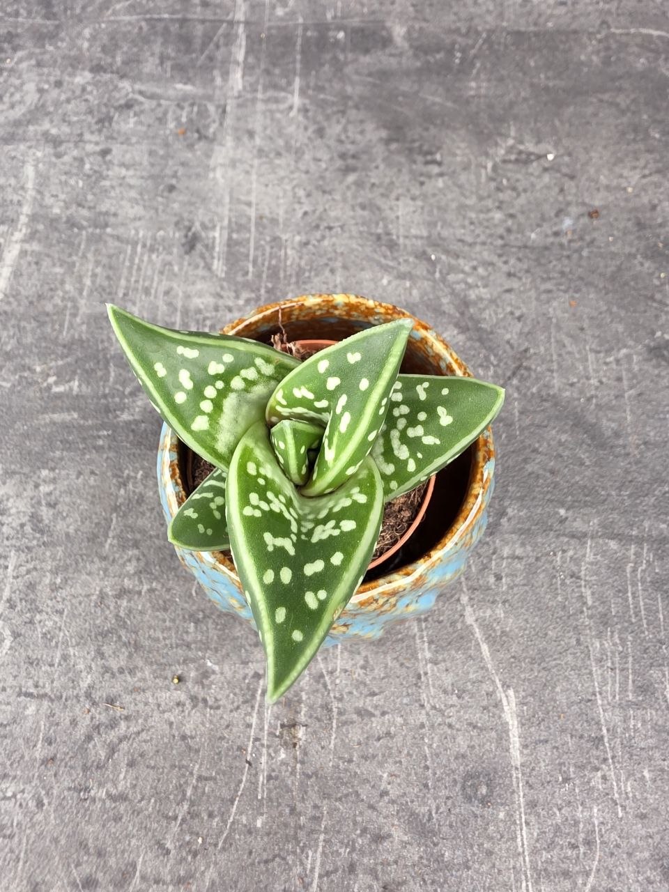 Aloe Variegatta mini