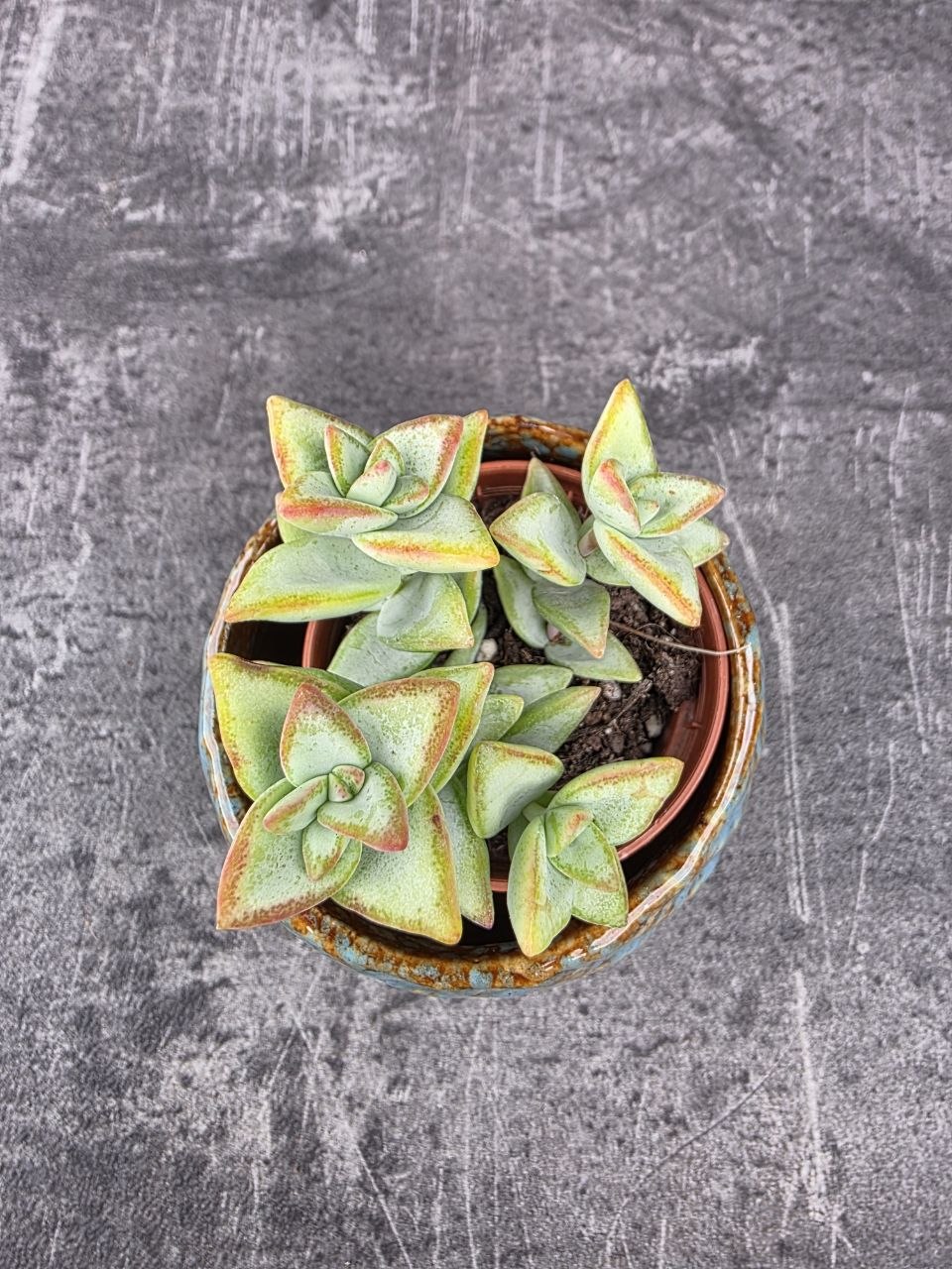 Crassula perforata mini