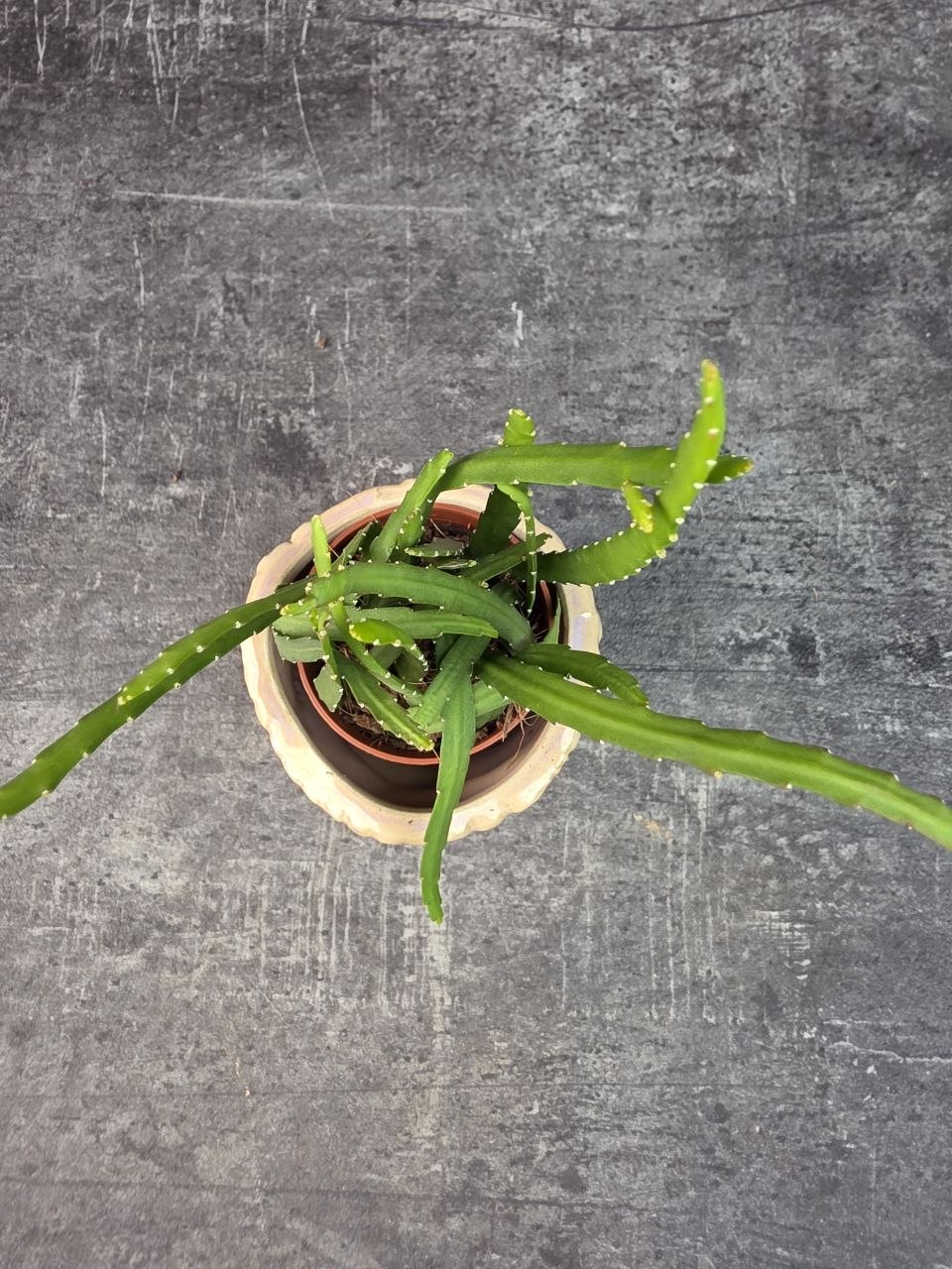 Lepismium Bolivianum mini