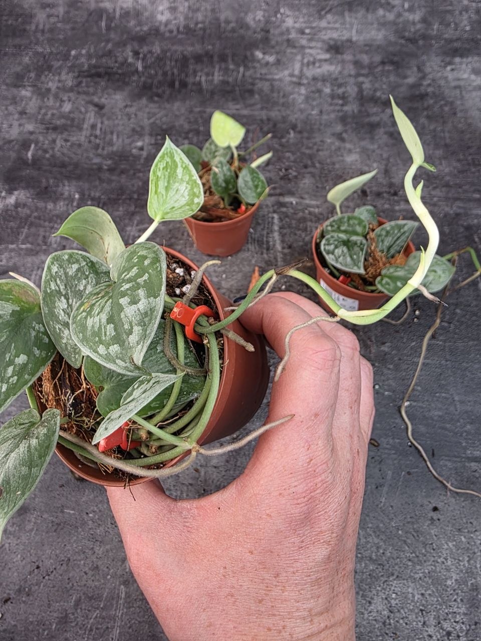 Pěstírna KYTKYshop Scindapsus Silvery Ann 