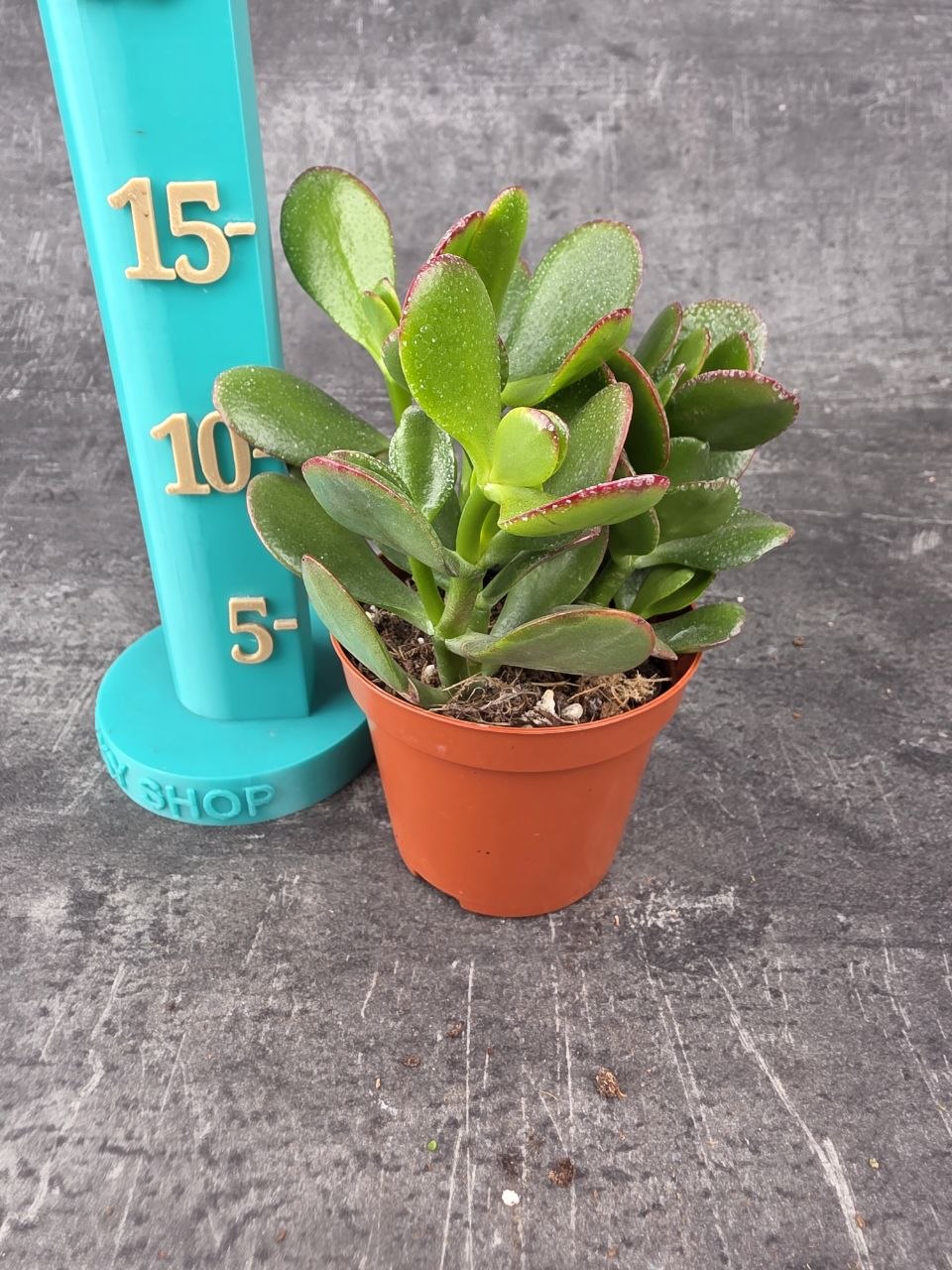 Crassula ovata ‘Sunset’