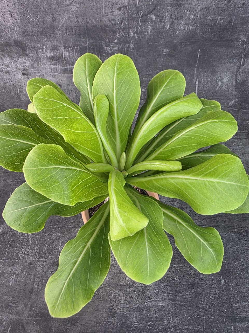 Brighamia insignis 12 cm