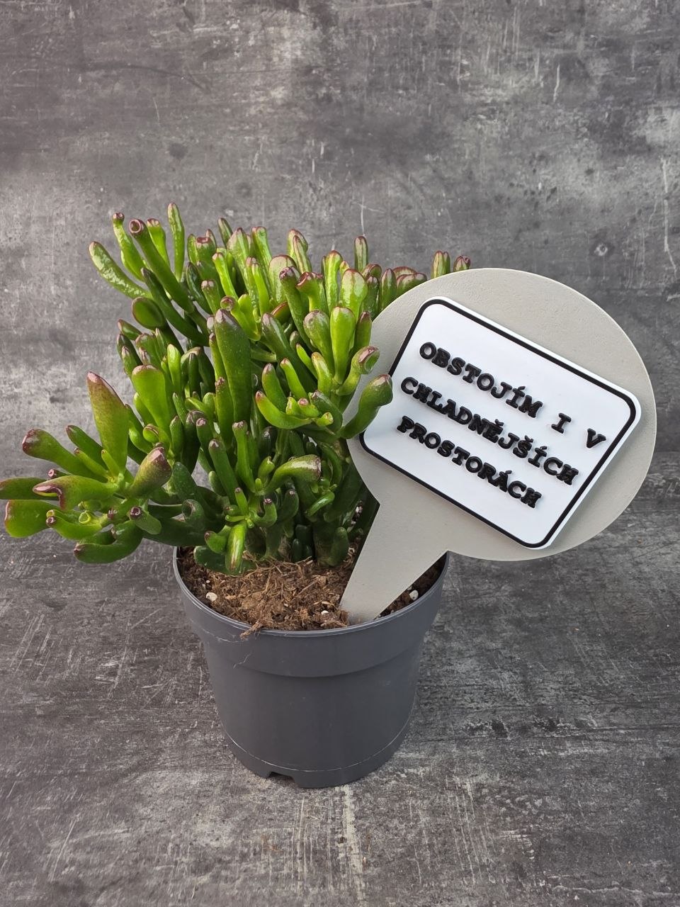 Crassula hobitt bonsai 17 cm