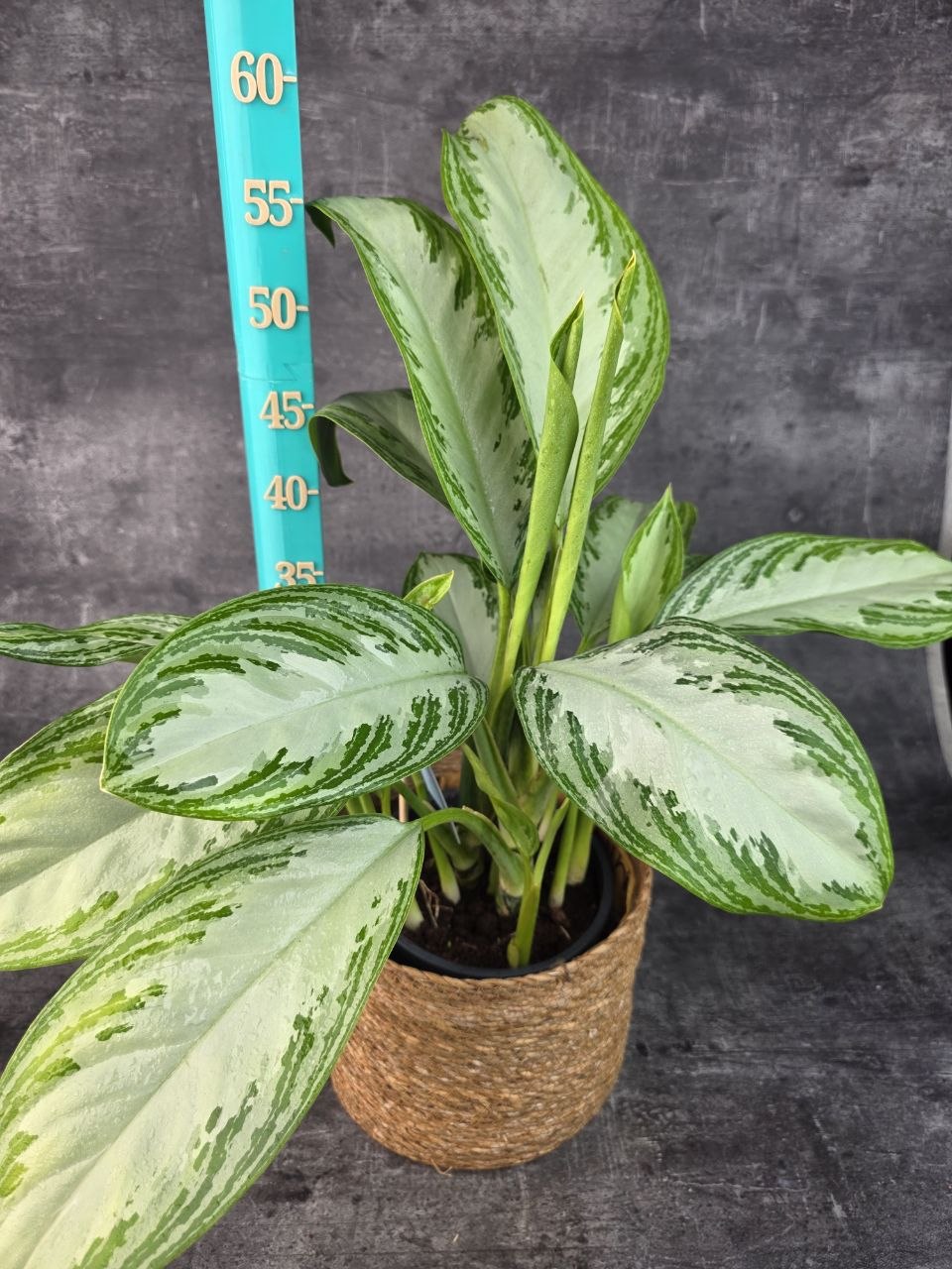 Aglaonema Silver Bay 17 cm