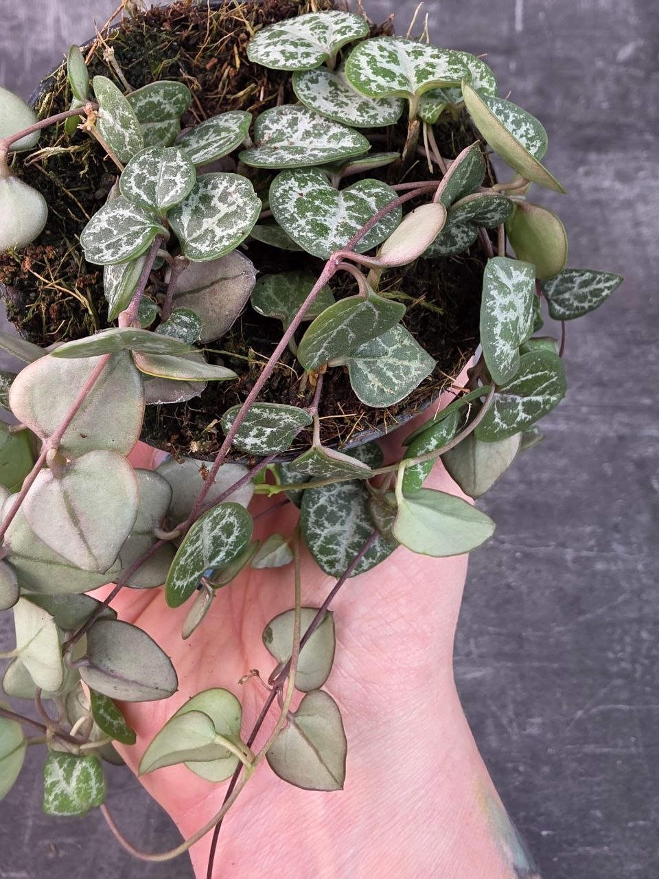 Ceropegia zelená 8 cm