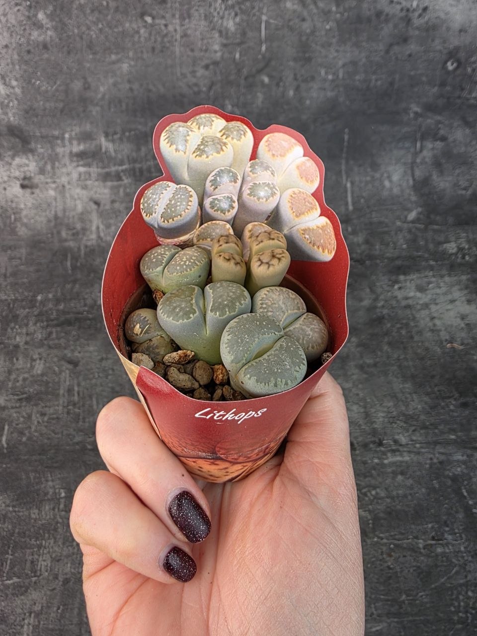 Lithops Leslei sukulent 8,5 cm