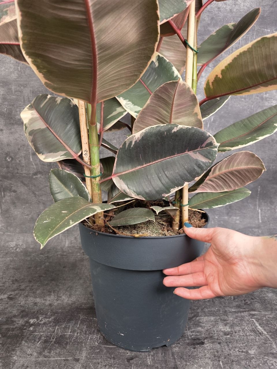 Ficus belize XXL