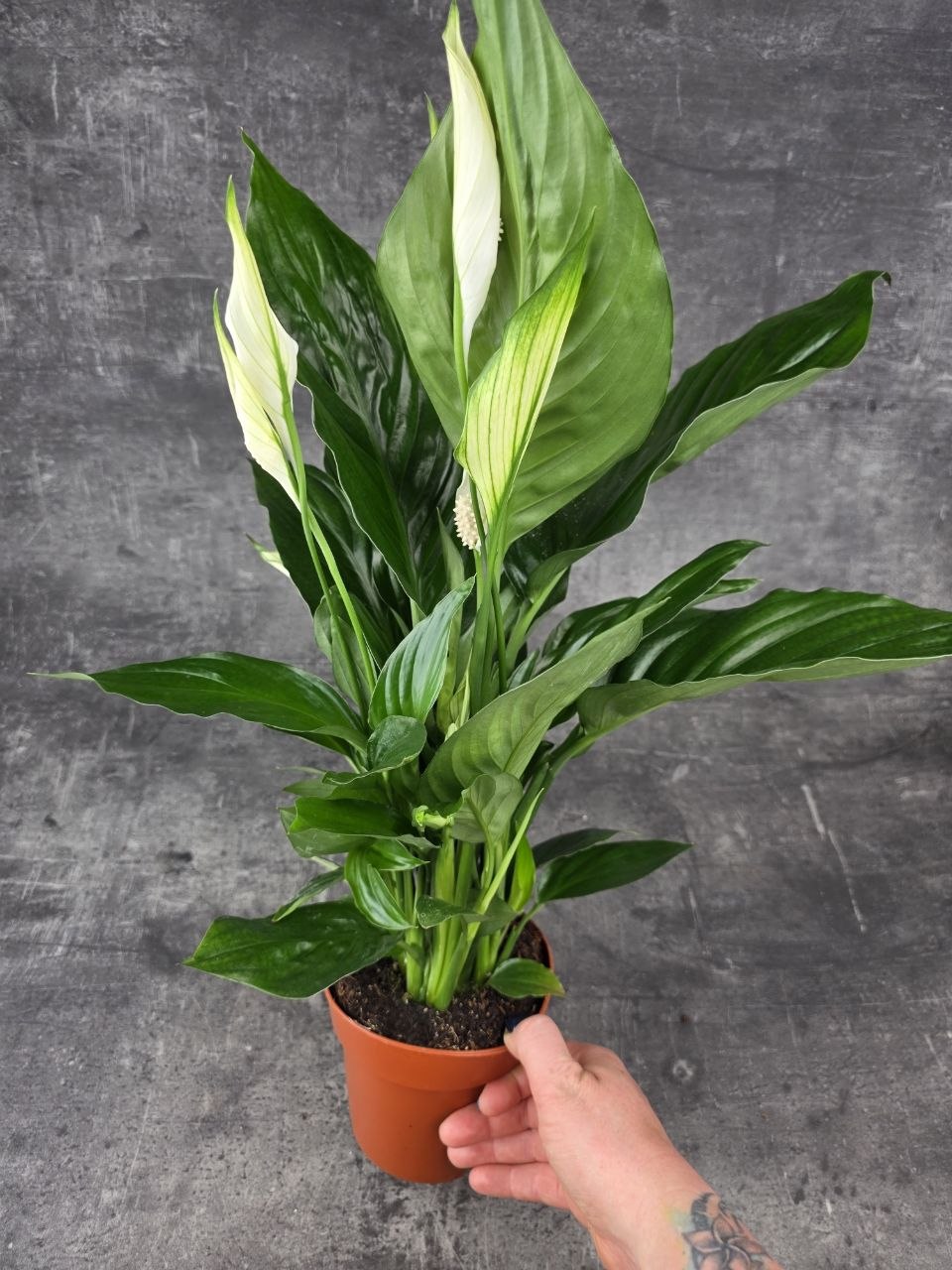 Spathiphyllum Sweet xl