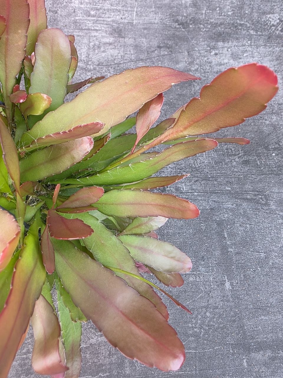 Rhipsalis Red Coral závěs extra vybarvený