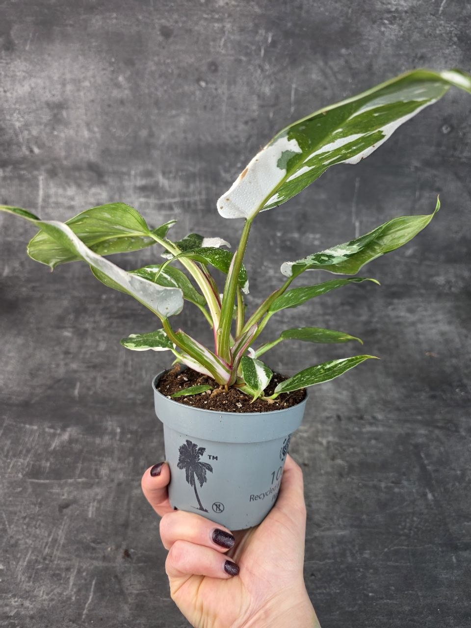 Philodendron White Princess 12 cm