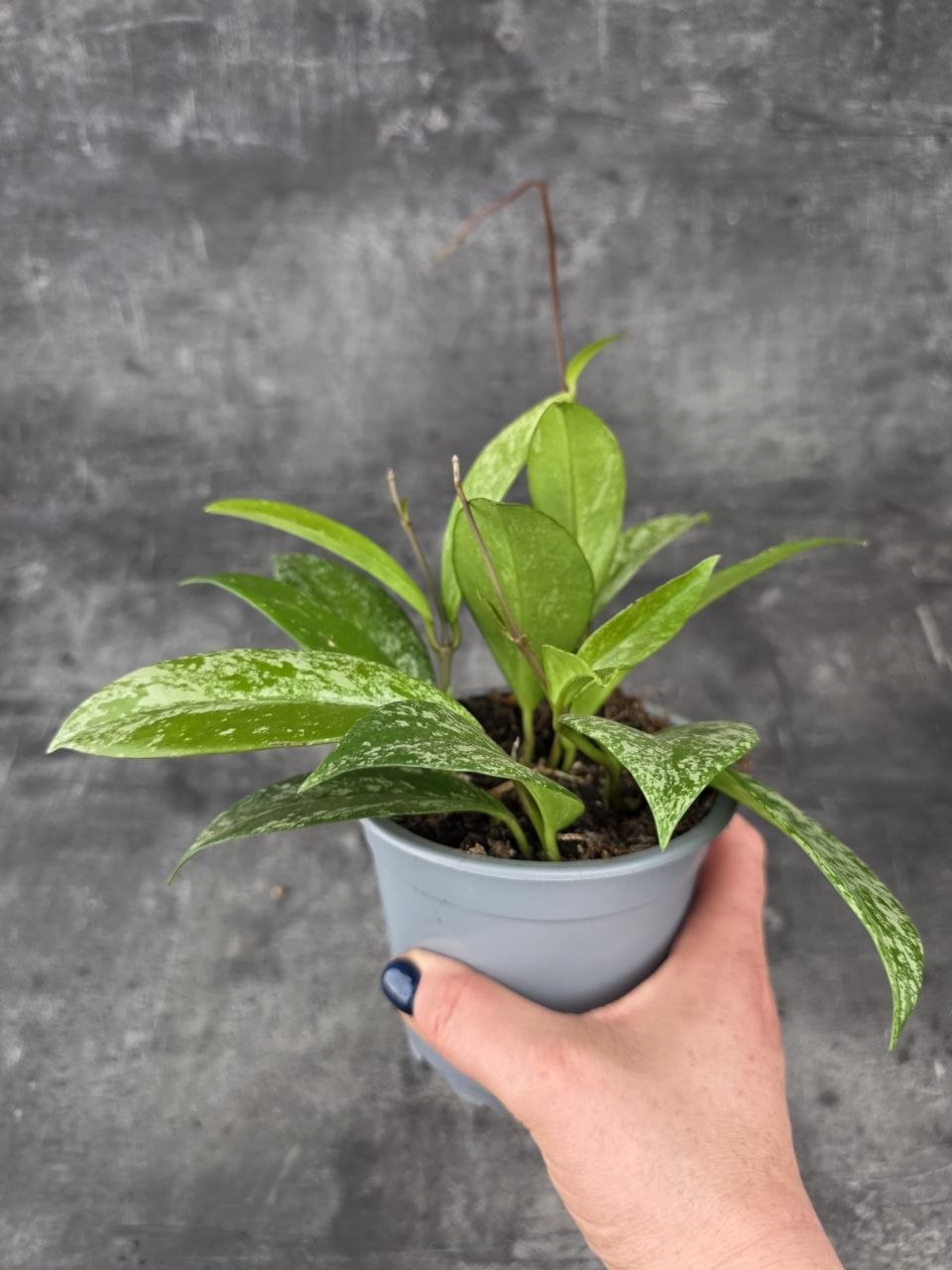 Hoya Silverspots 12 cm