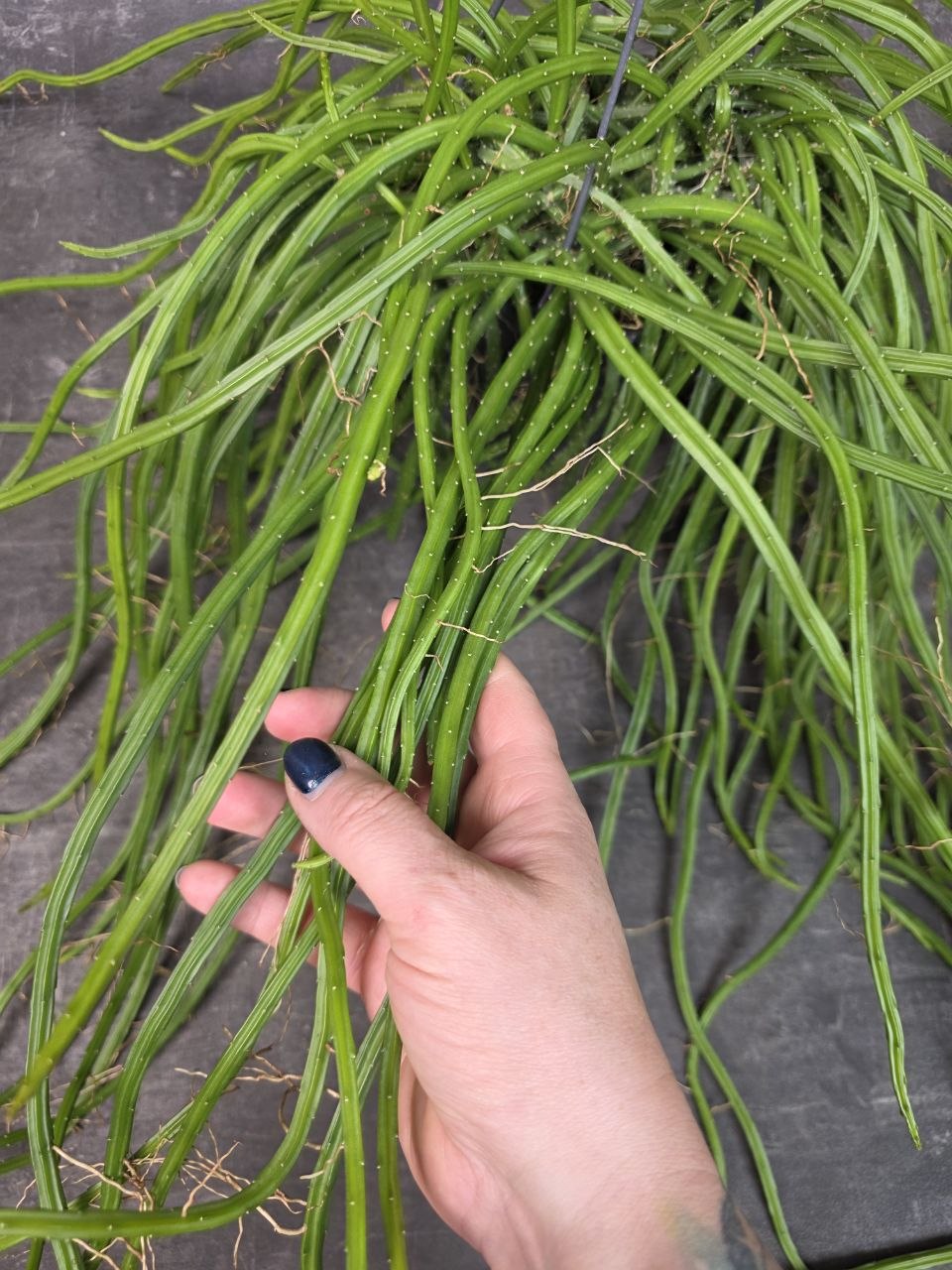 Rhipsalis Selenisereus závěs XXL