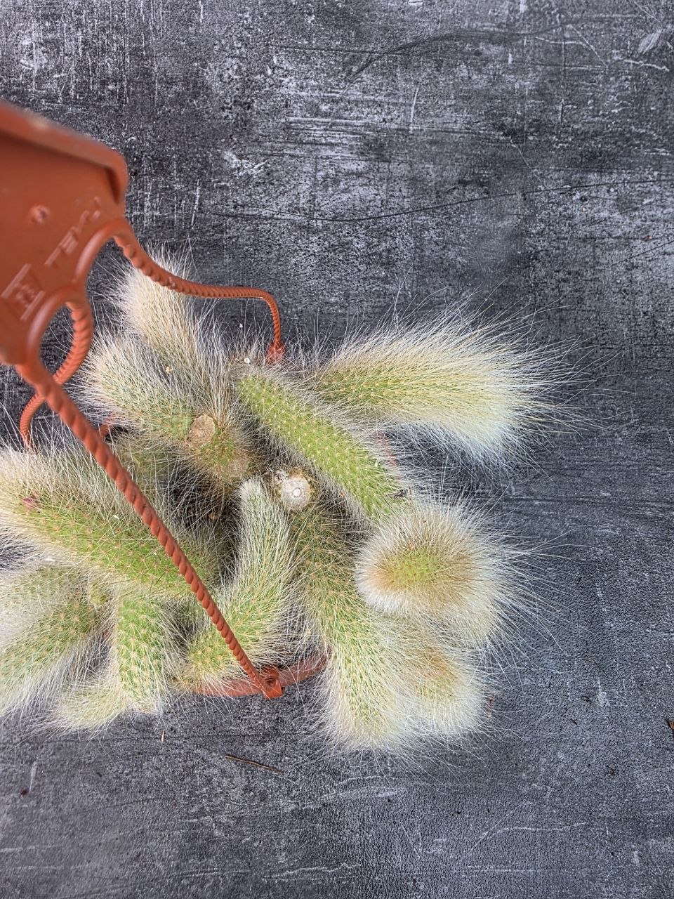 Cactus Hildewintera Colademonis závěs