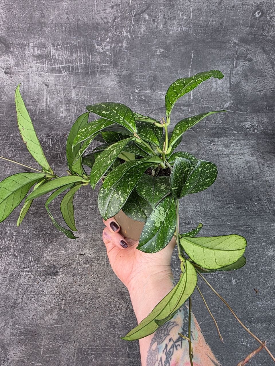 Hoya crassipetiolata ‘Splash’ 11 cm