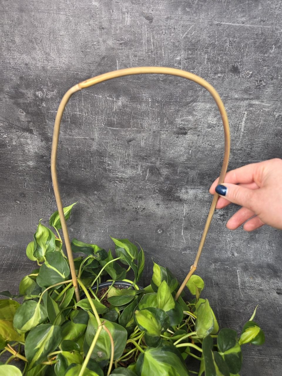 Bambusový oblouk 55 cm