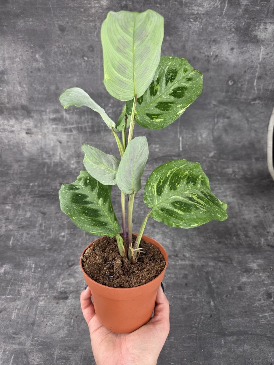 Marantha leuconeura fiesta variegata 12 cm