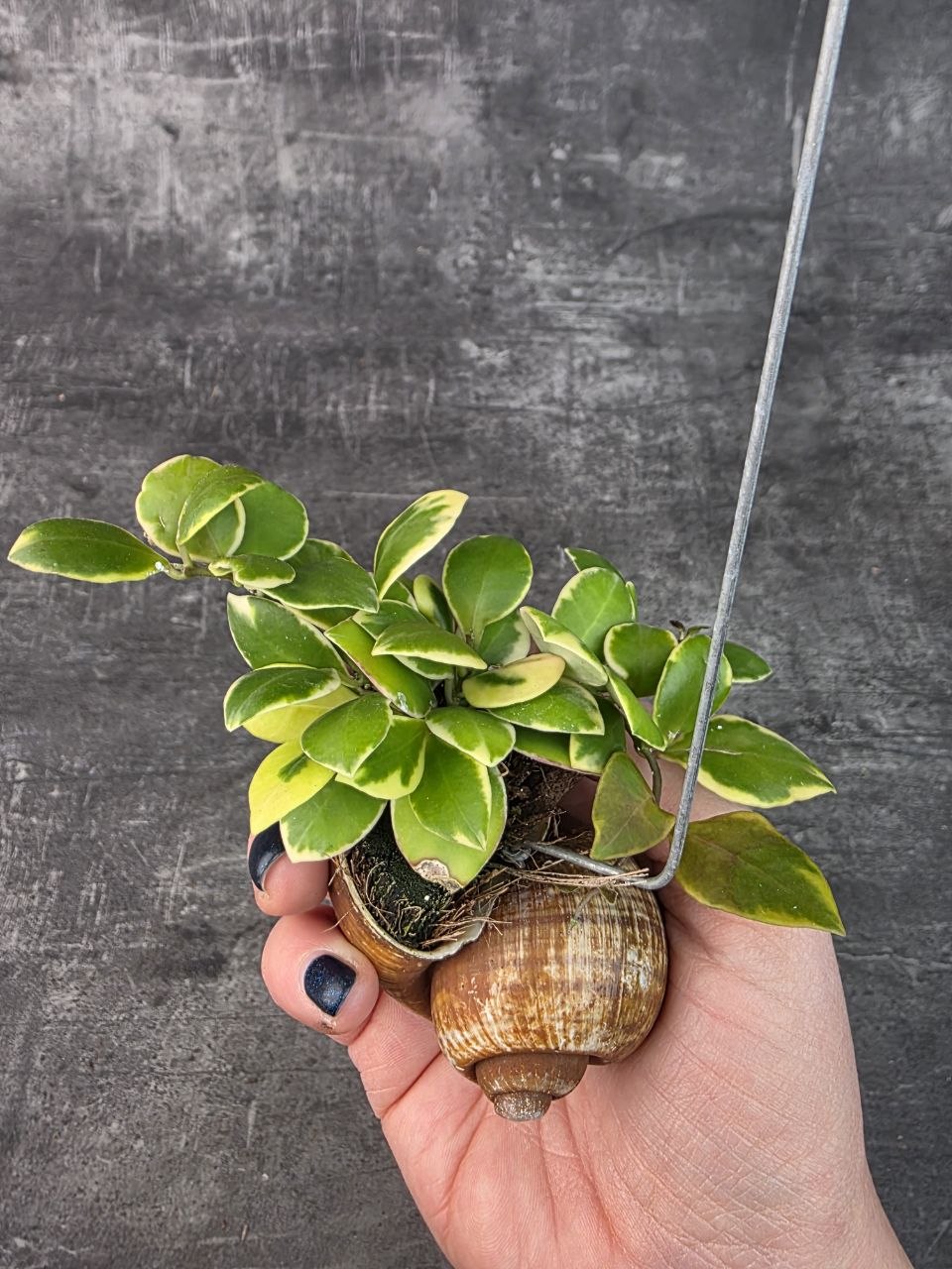 Hoya ve šnečí ulitě heuschkeliana 3