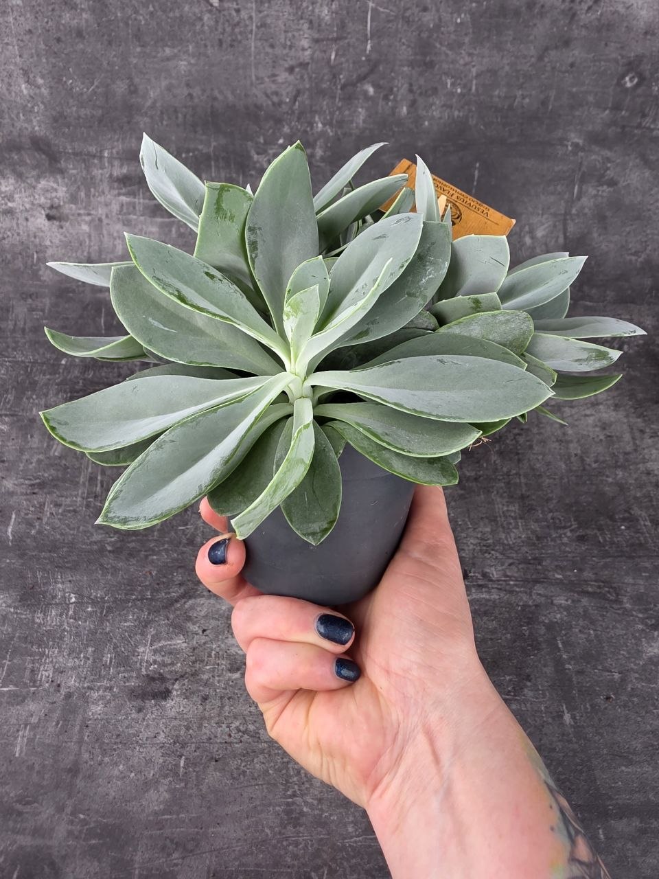 Senecio Mountain