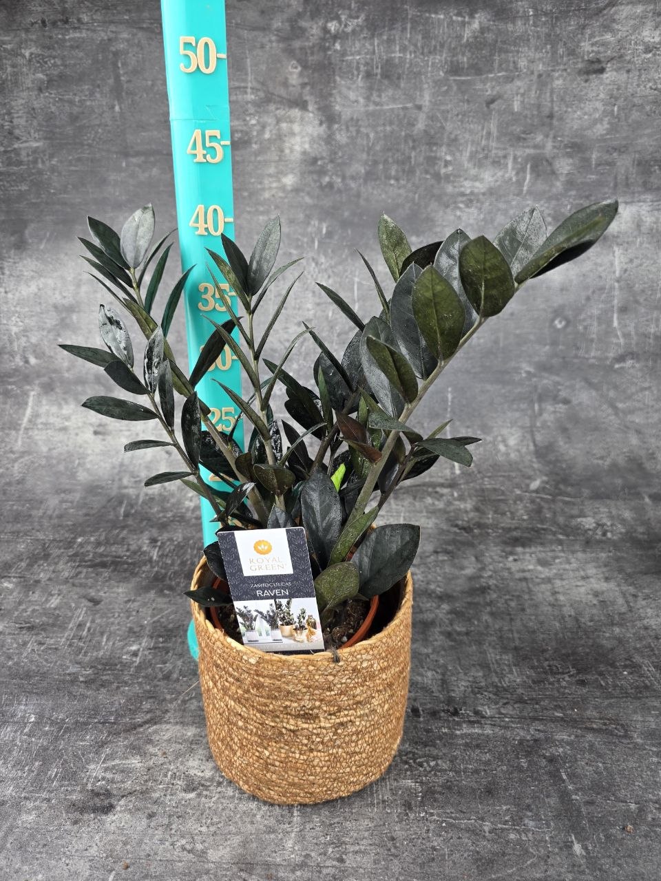 Zamioculcas Raven 14 cm