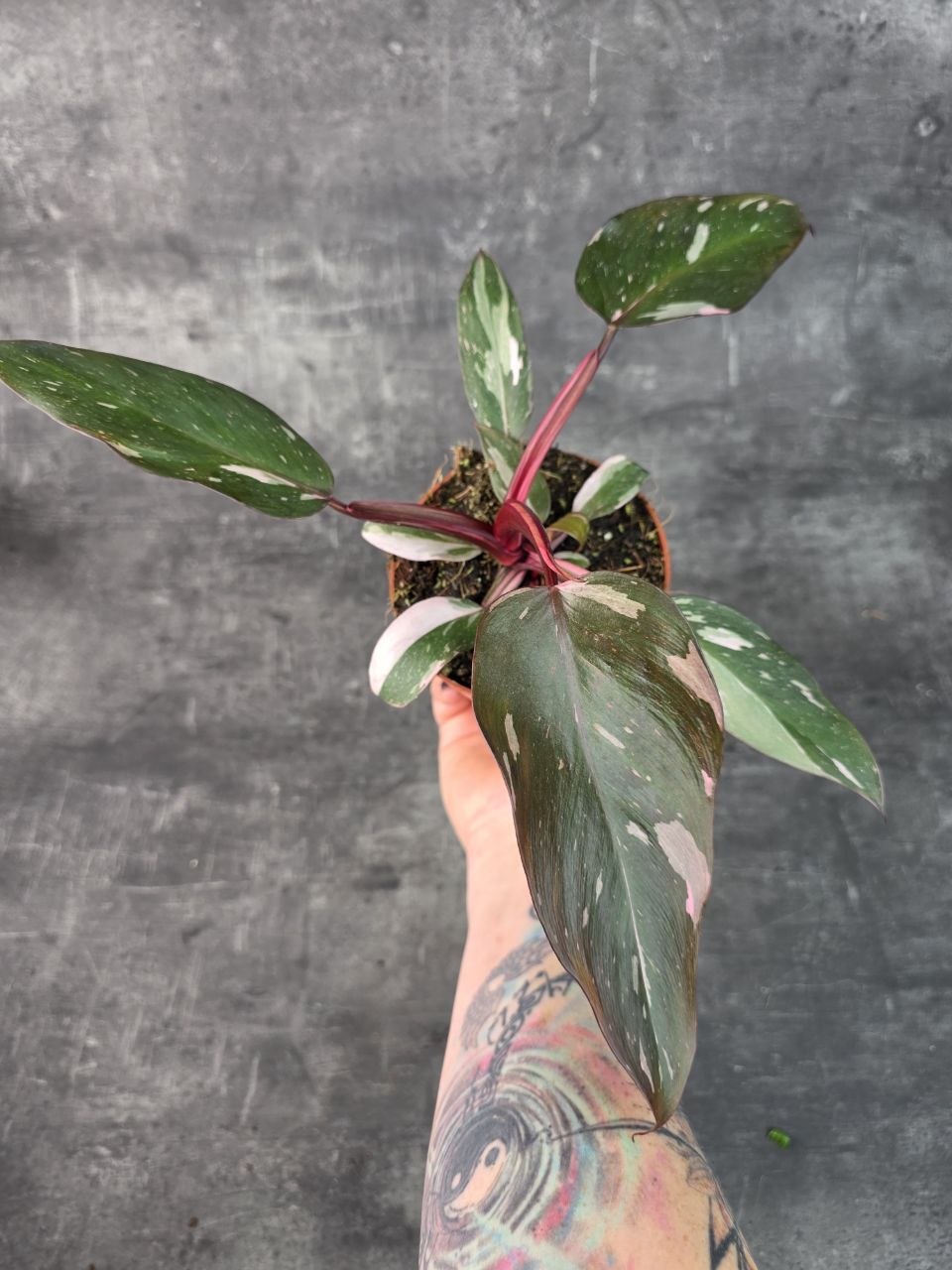 Philodendron Pink Princess 12 cm