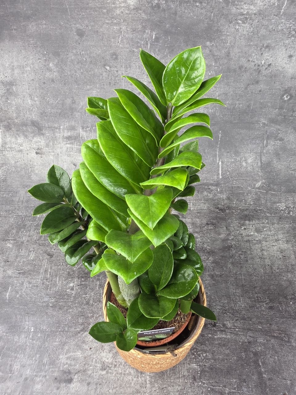 Zamioculcas Zamiifolia Zenzi 14 cm