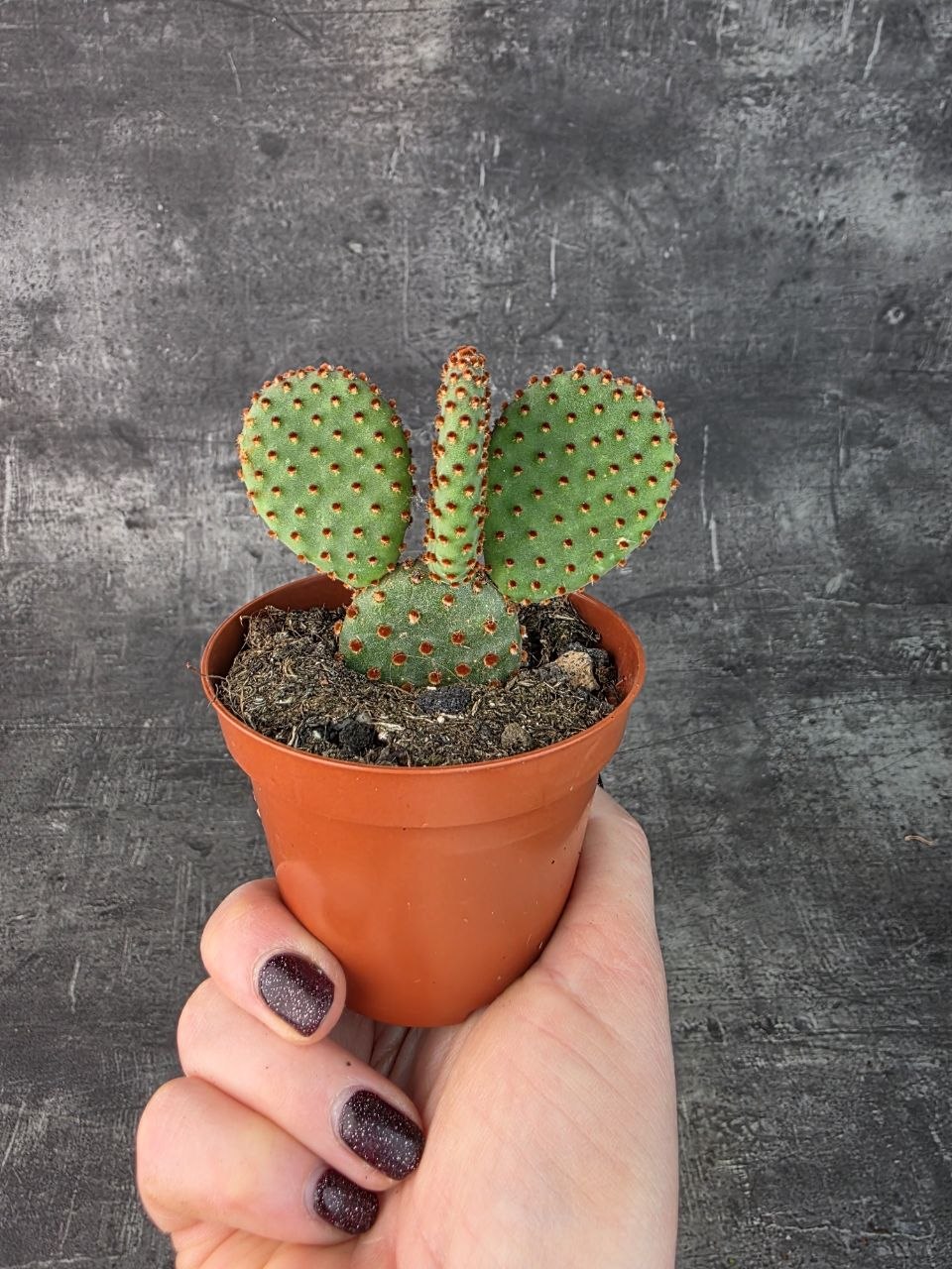 Opuntia Microdasys Rufida 8,5 cm