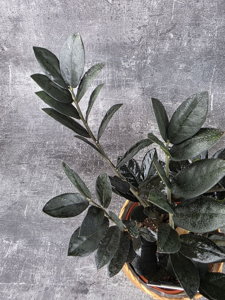 Zamioculcas Raven 14 cm