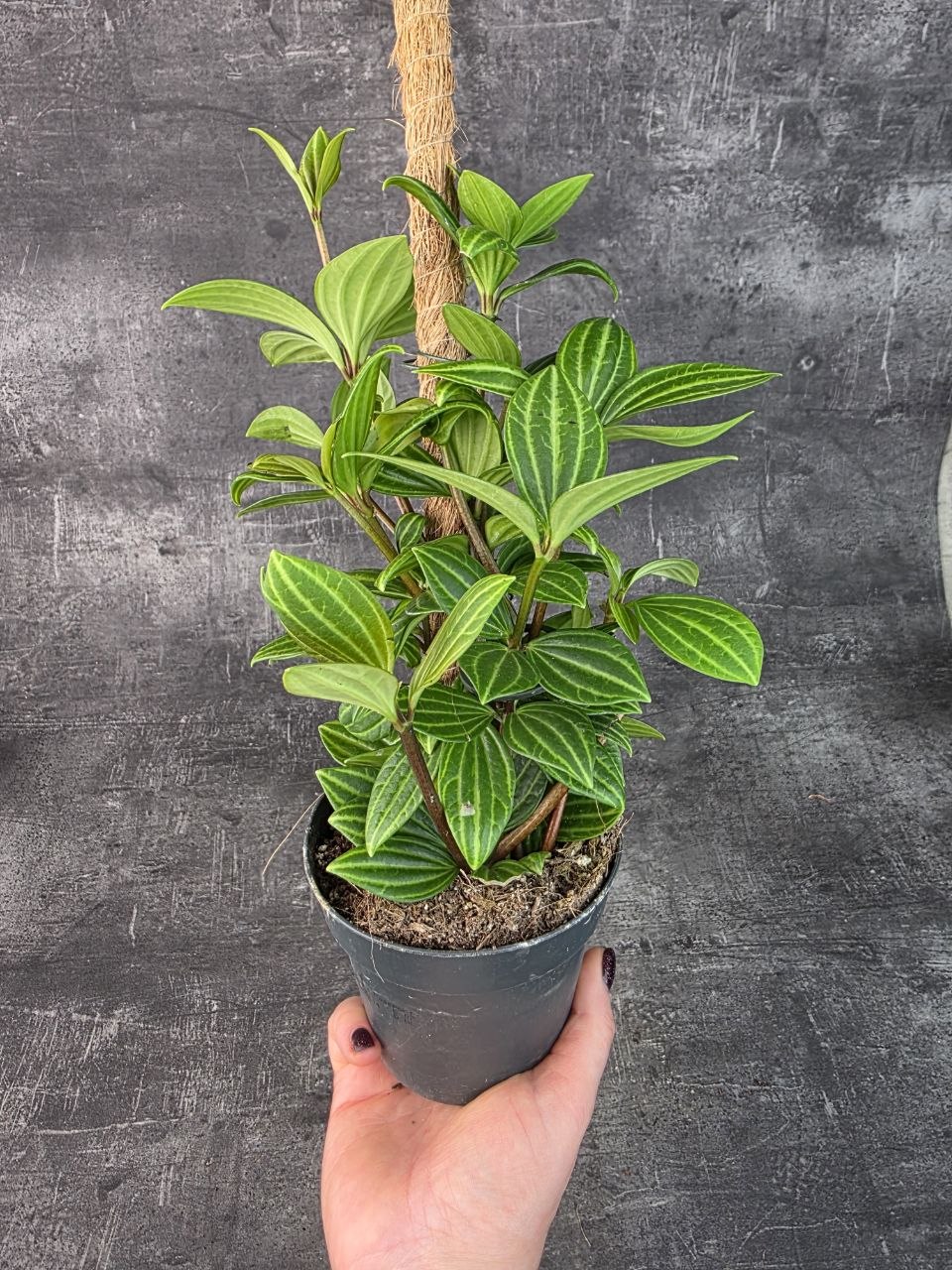 Peperomia Rocca Alto 12 cm