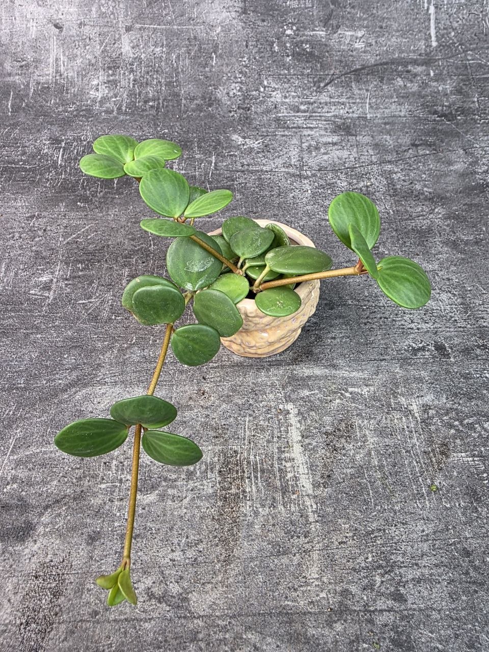 Peperomia Tetraphylla Hope mini