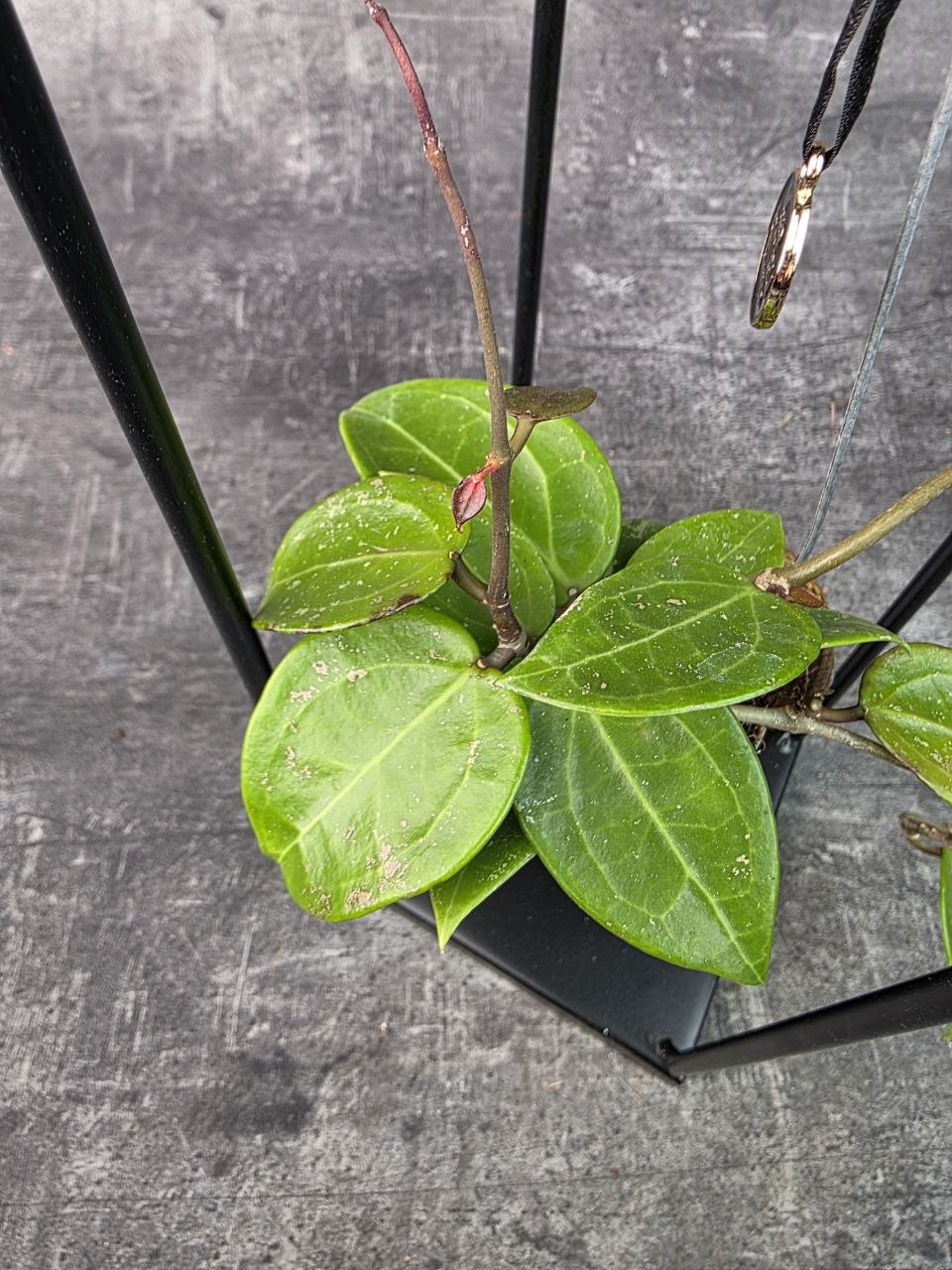 Hoya ve šnečí ulitě a černém čtveratém stojanu Hoya ‘Jennifer’ (4)