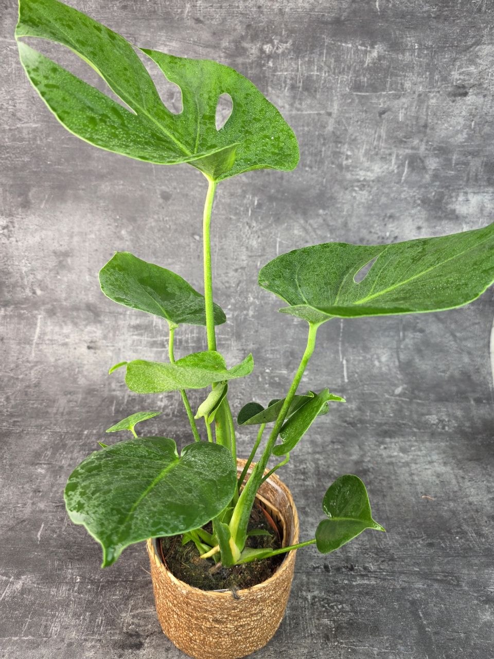 Monstera Deliciosa 14 cm