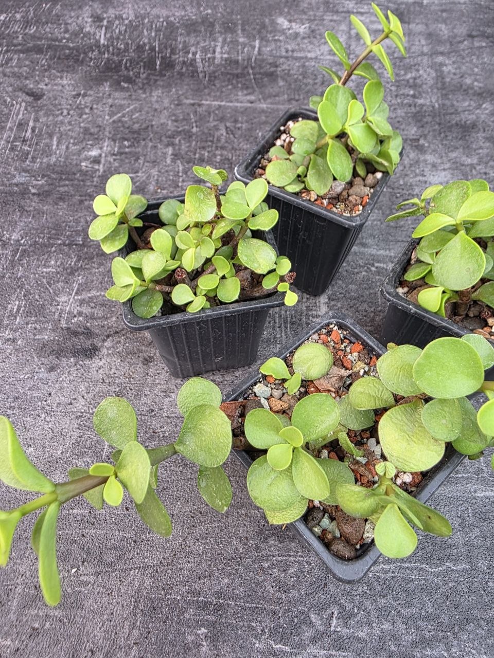 Pěstírna KYTKYshop Crassula Ovata