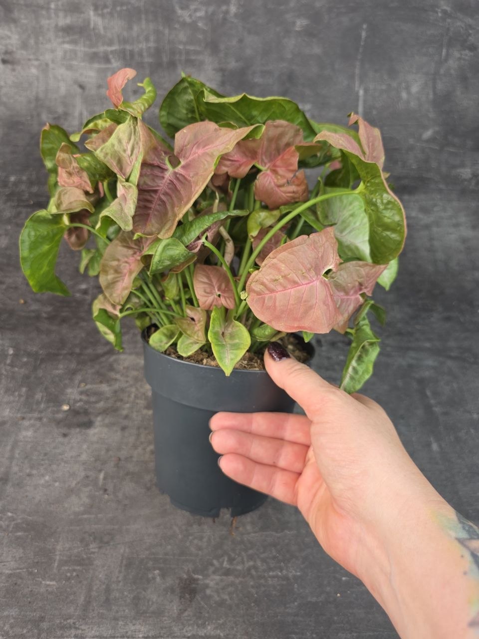 Syngonium Red Heart 14 cm