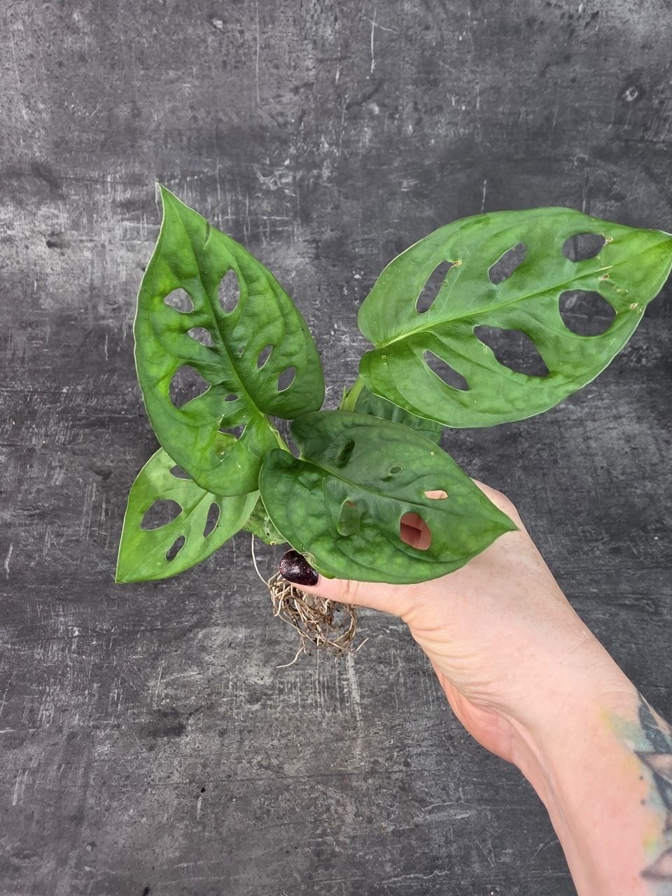 Monstera monkey připravena pro hydroponii