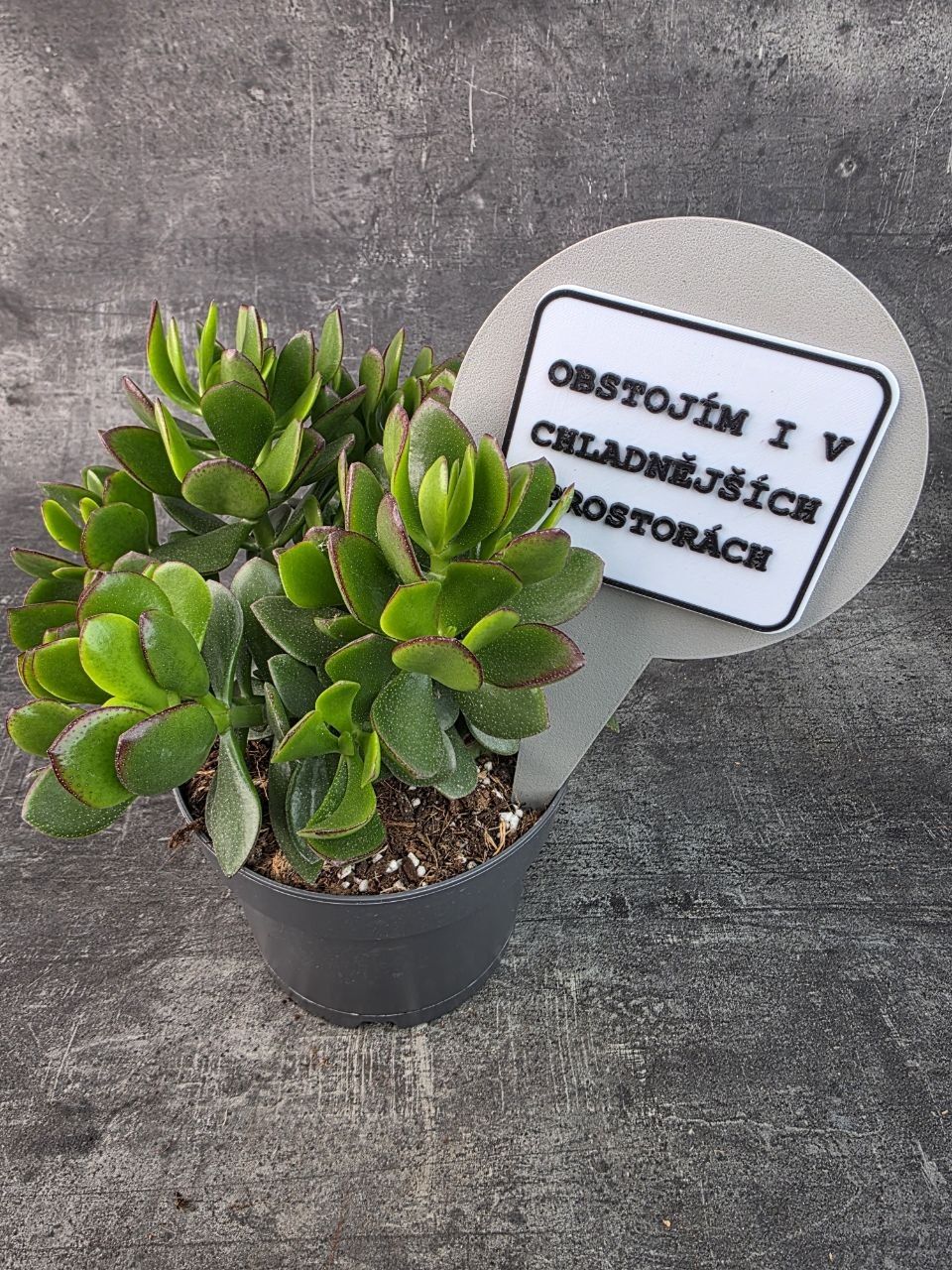 Crassula  Ovata Sunset 17 cm