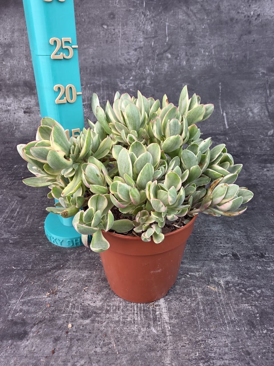 Crassula Swaziensis variegata 12 cm