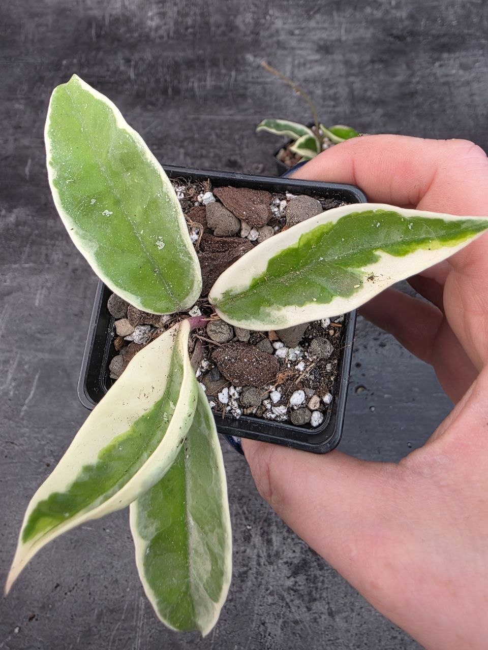 Pěstírna KYTKYshop Hoya Carnosa Krimpson
