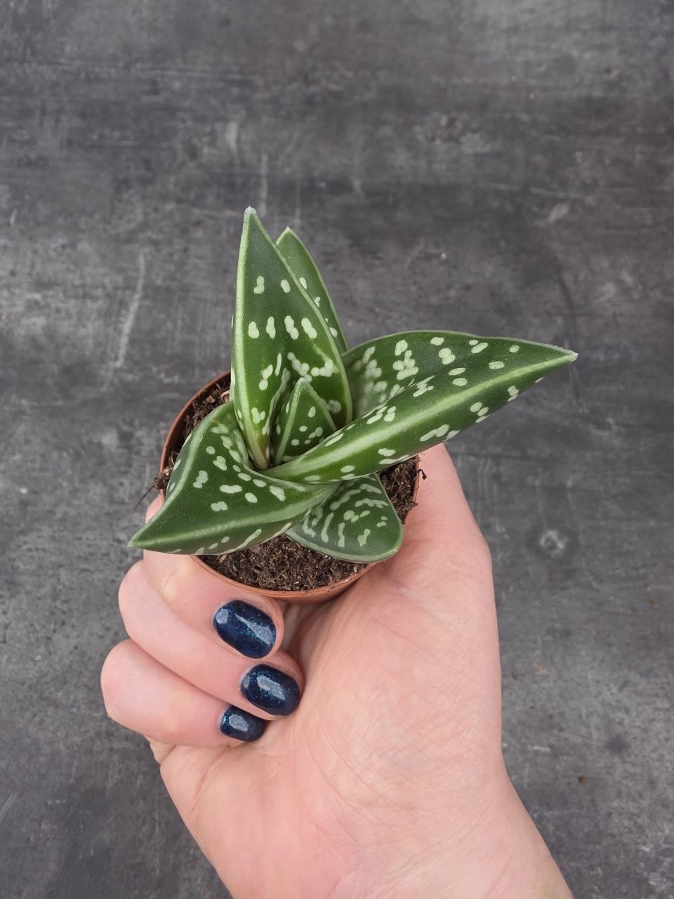 Aloe Variegatta mini