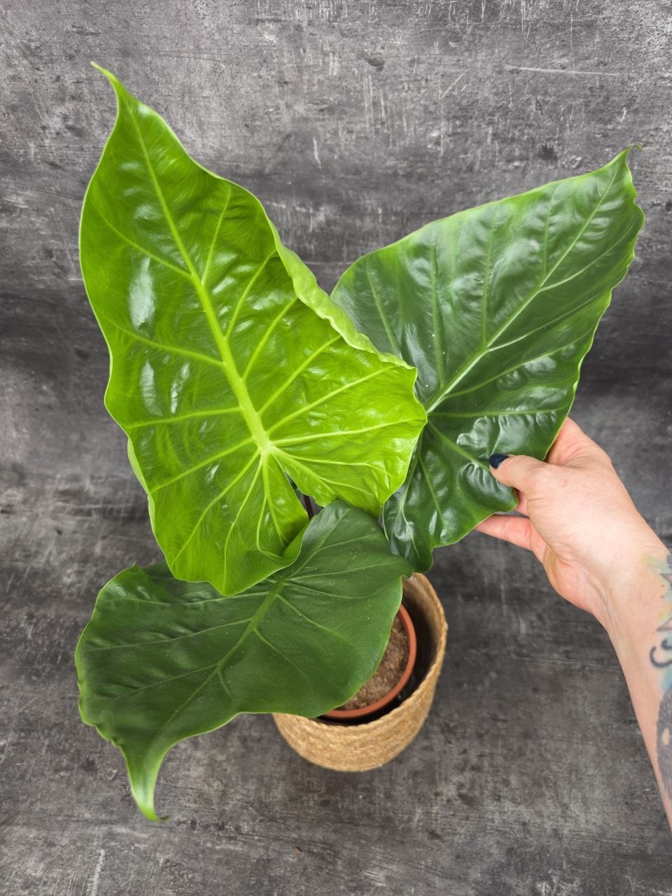 Alocasia Imperial Red 17 cm