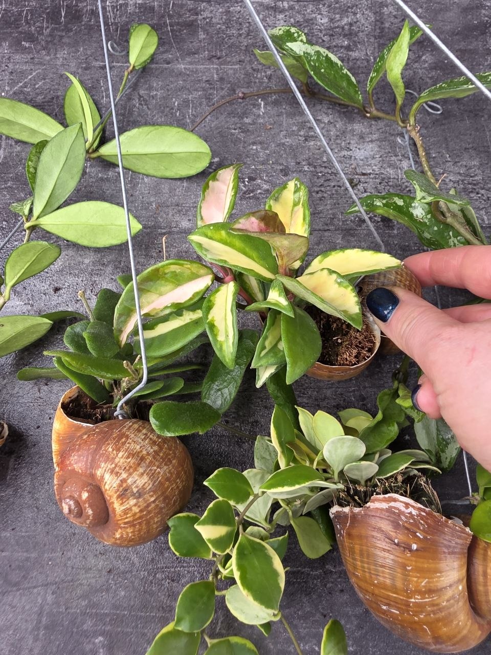 Hoya ve šněčí ulitě možnost vlastního výběru