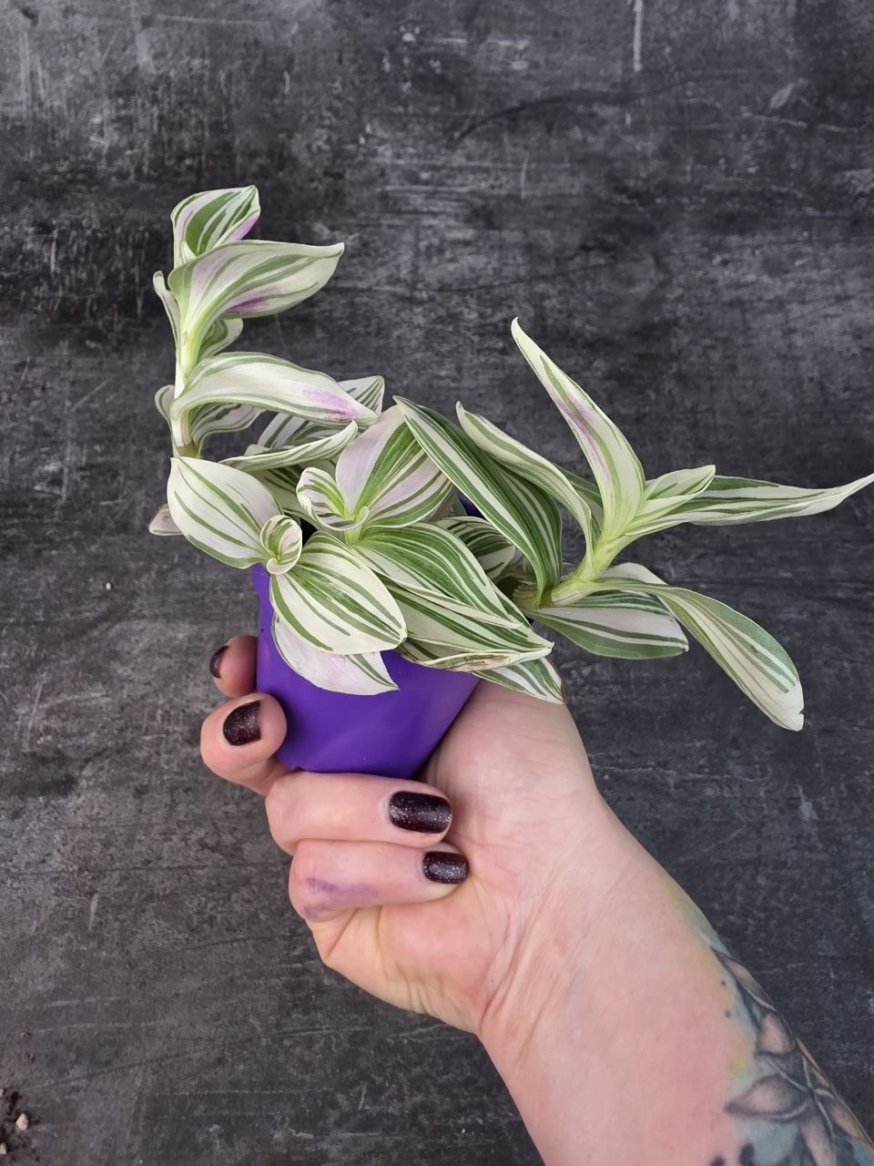 Tradescantia Unicorn 7 cm