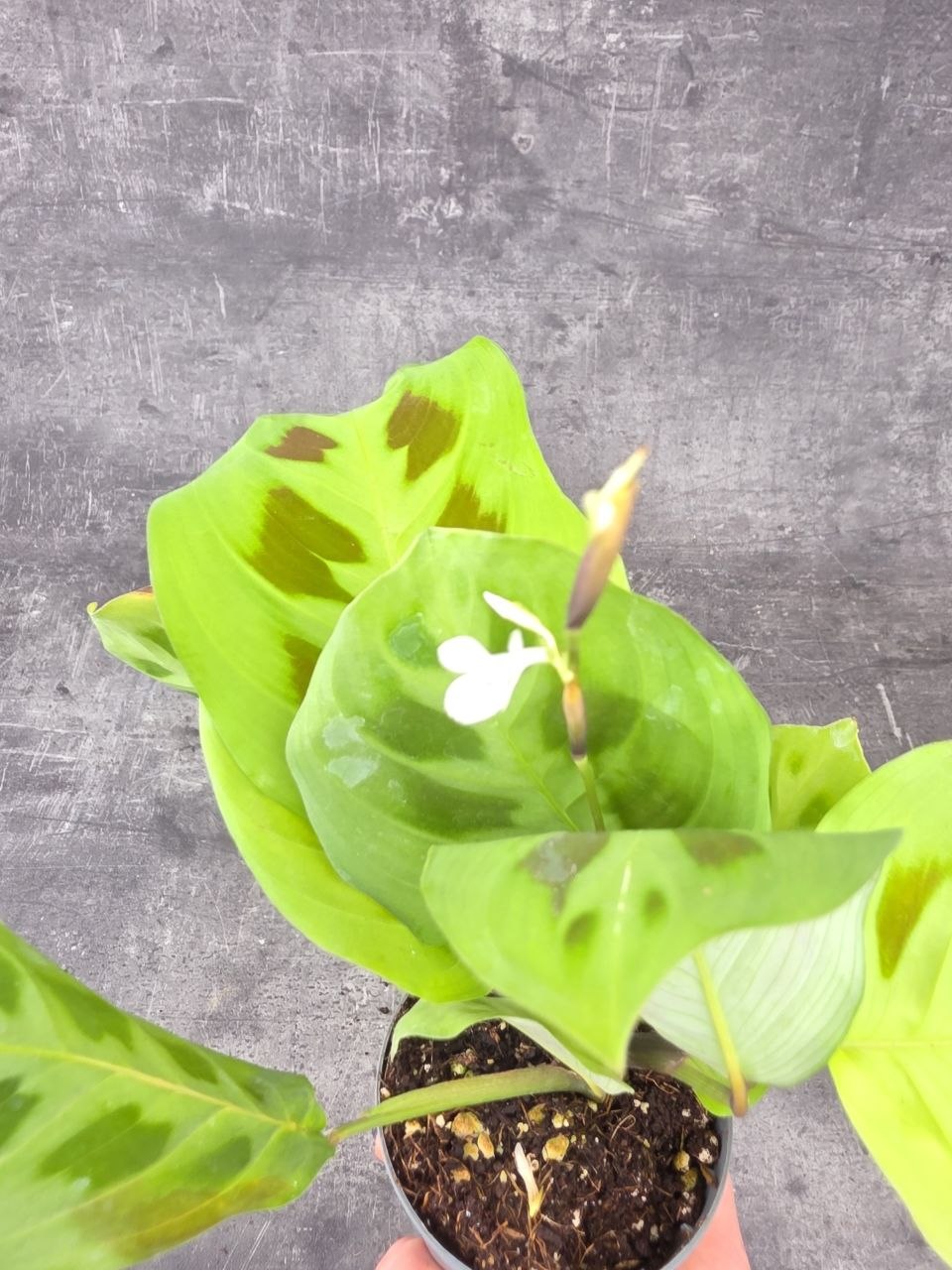 Marantha leuconeura fiesta mini