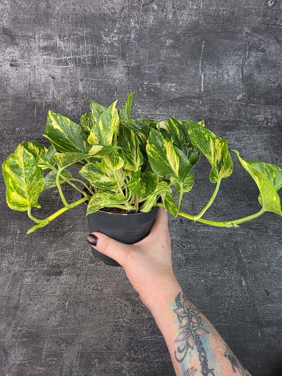 Epipremnum NJoy Gold 12 cm