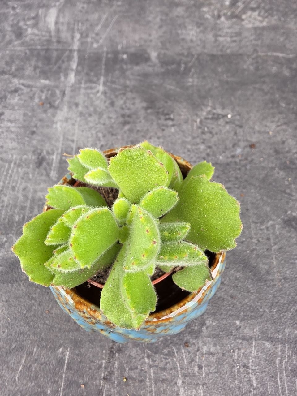 Cotyledon ladysmithiensis mini