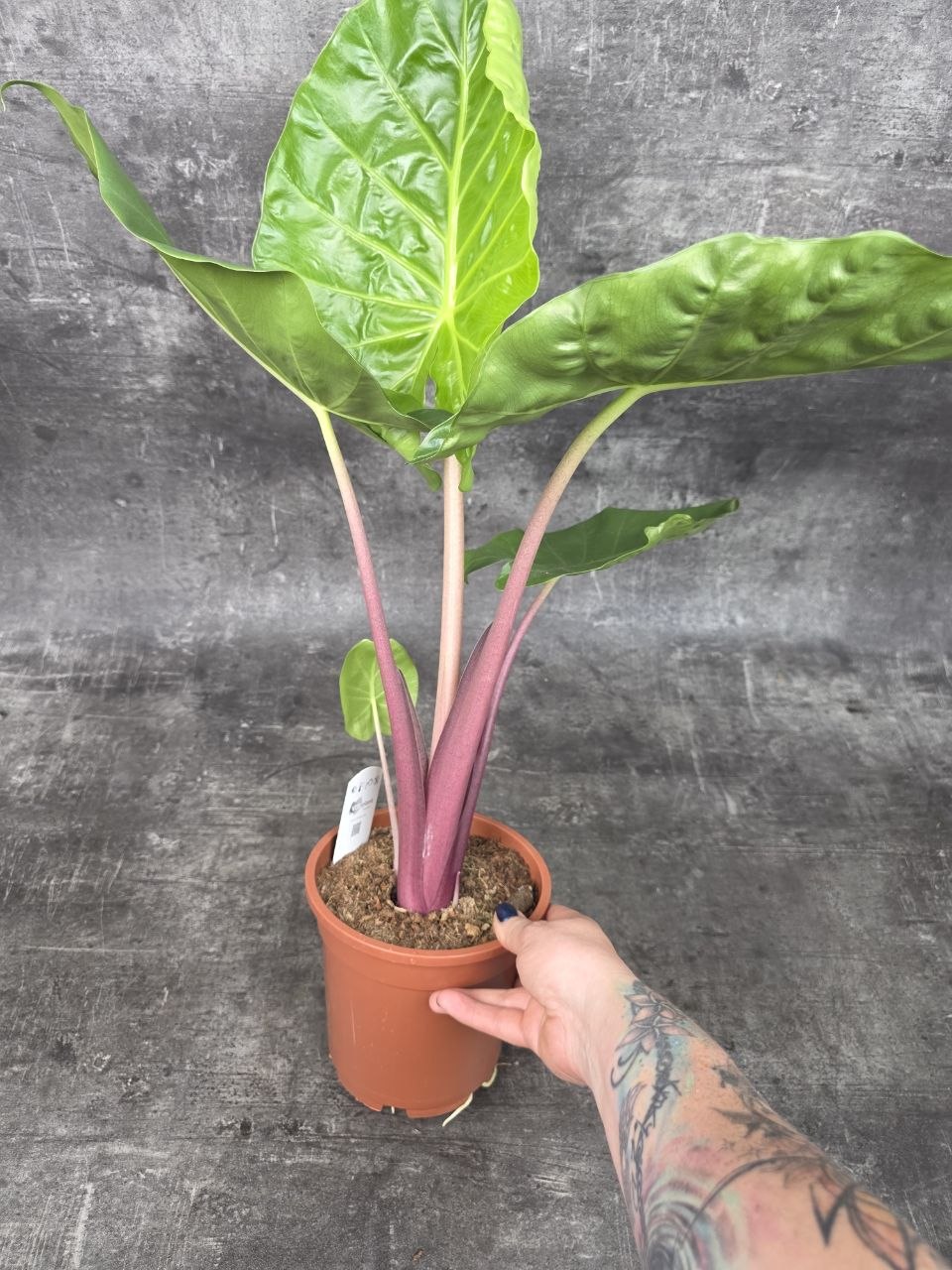 Alocasia Imperial Red 17 cm