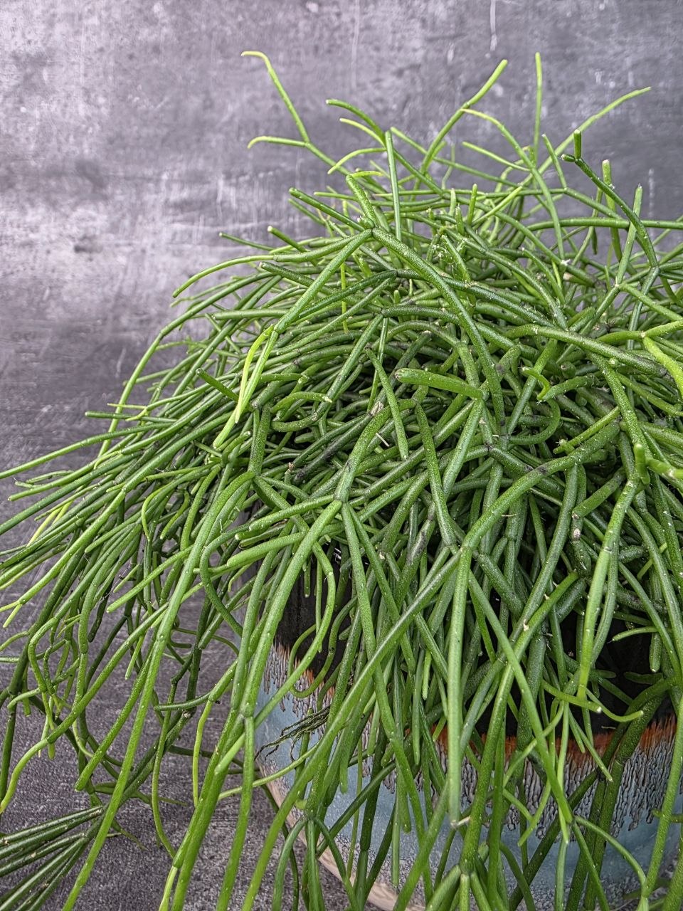 Rhipsalis Baciferra Oasis 12 cm