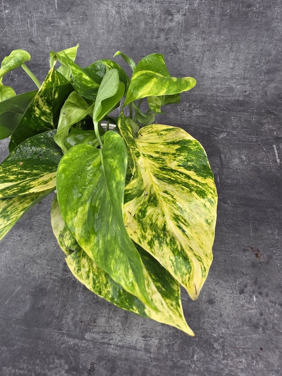 Epipremnum HIcolor