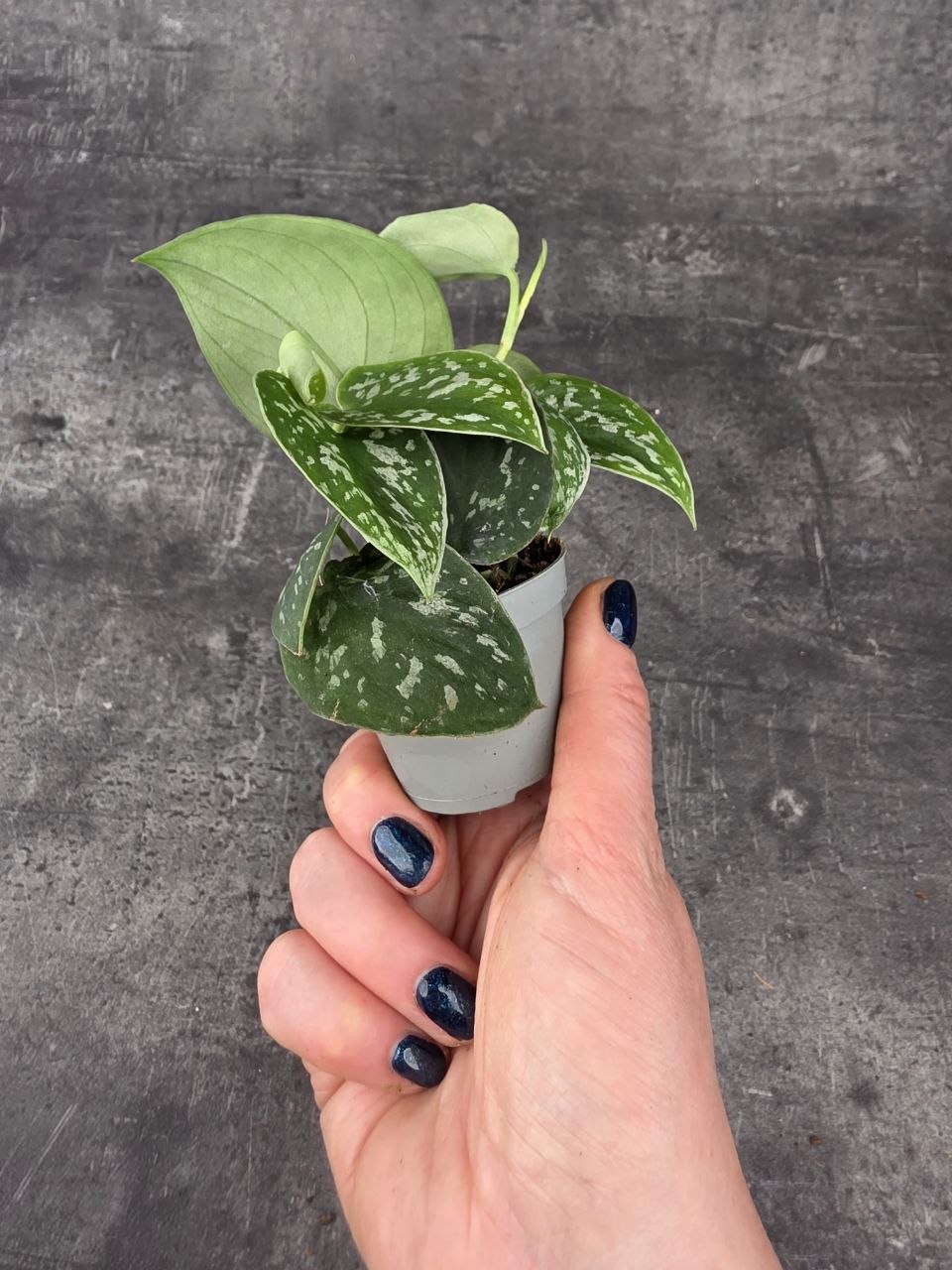 Scindapsus Pictus 'Argyraeus' mini