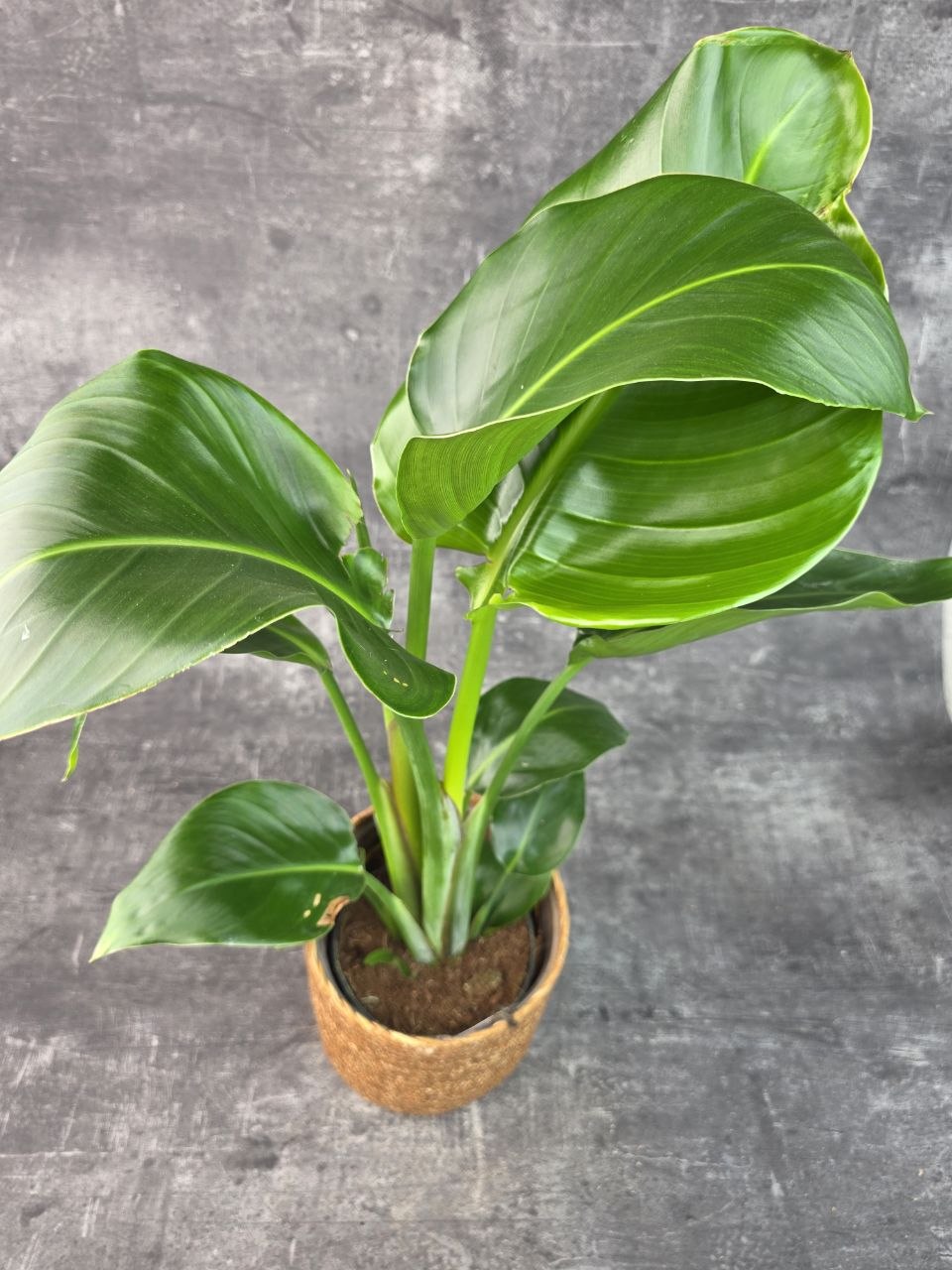 Strelitzia Nicolai 14 cm